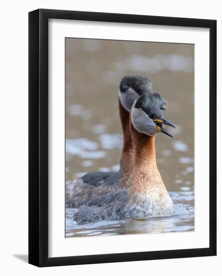 Pair of adult Red-necked grebe calling, Finland-Jussi Murtosaari-Framed Photographic Print