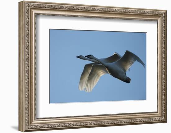 Pair of Adult Trumpeter Swans (Cygnus Buccinator) in Flight. Skagit County, Washington. January-Gerrit Vyn-Framed Photographic Print