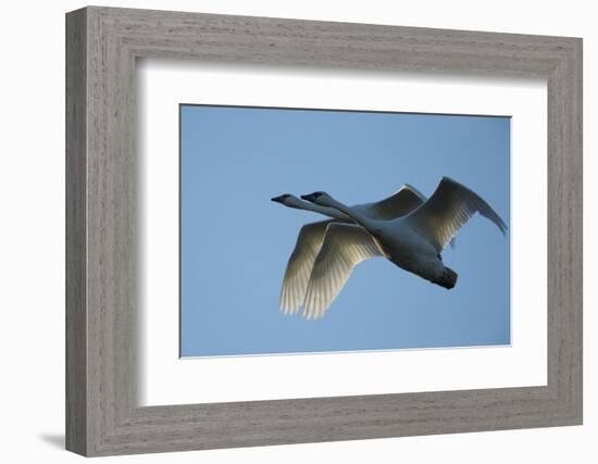 Pair of Adult Trumpeter Swans (Cygnus Buccinator) in Flight. Skagit County, Washington. January-Gerrit Vyn-Framed Photographic Print