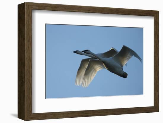 Pair of Adult Trumpeter Swans (Cygnus Buccinator) in Flight. Skagit County, Washington. January-Gerrit Vyn-Framed Photographic Print