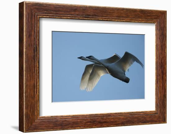 Pair of Adult Trumpeter Swans (Cygnus Buccinator) in Flight. Skagit County, Washington. January-Gerrit Vyn-Framed Photographic Print