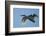 Pair of Adult Trumpeter Swans (Cygnus Buccinator) in Flight. Skagit County, Washington. January-Gerrit Vyn-Framed Photographic Print