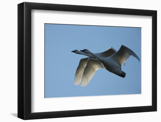 Pair of Adult Trumpeter Swans (Cygnus Buccinator) in Flight. Skagit County, Washington. January-Gerrit Vyn-Framed Photographic Print