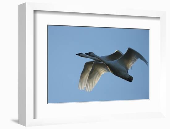 Pair of Adult Trumpeter Swans (Cygnus Buccinator) in Flight. Skagit County, Washington. January-Gerrit Vyn-Framed Photographic Print