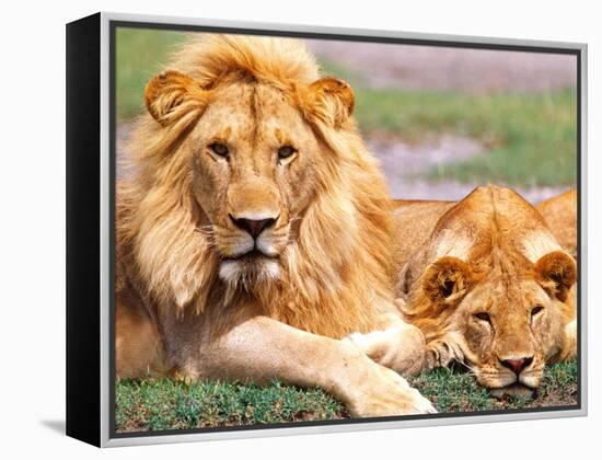 Pair of African Lions, Tanzania-David Northcott-Framed Premier Image Canvas