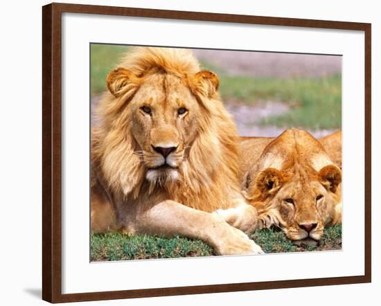 Pair of African Lions, Tanzania-David Northcott-Framed Photographic Print