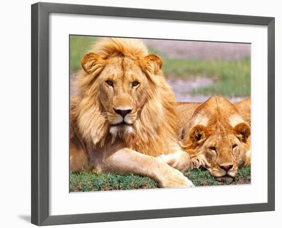 Pair of African Lions, Tanzania-David Northcott-Framed Photographic Print