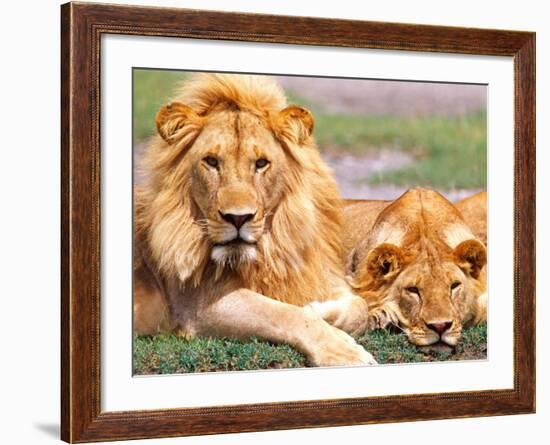 Pair of African Lions, Tanzania-David Northcott-Framed Photographic Print