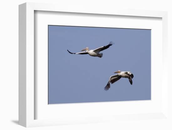 Pair of American White Pelicans in Flight-Hal Beral-Framed Photographic Print