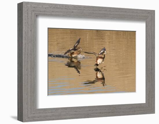 Pair of American Wigeons Landing-Hal Beral-Framed Photographic Print
