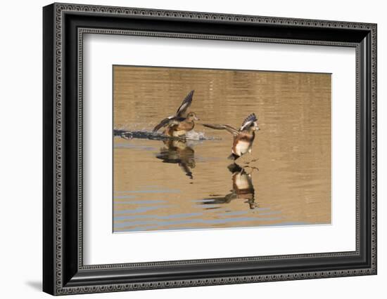 Pair of American Wigeons Landing-Hal Beral-Framed Photographic Print