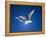 Pair of Birds Soaring Against Sun-Arthur Morris-Framed Premier Image Canvas