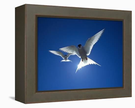 Pair of Birds Soaring Against Sun-Arthur Morris-Framed Premier Image Canvas