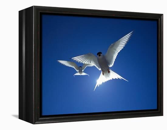 Pair of Birds Soaring Against Sun-Arthur Morris-Framed Premier Image Canvas
