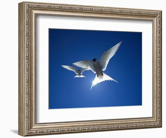 Pair of Birds Soaring Against Sun-Arthur Morris-Framed Photographic Print