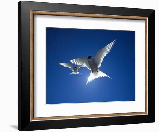 Pair of Birds Soaring Against Sun-Arthur Morris-Framed Photographic Print