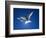 Pair of Birds Soaring Against Sun-Arthur Morris-Framed Photographic Print