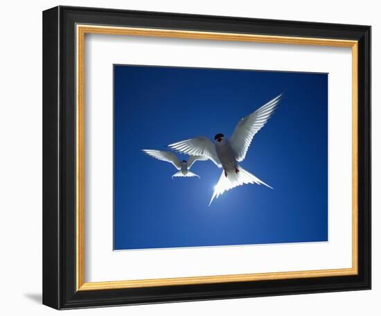 Pair of Birds Soaring Against Sun-Arthur Morris-Framed Photographic Print