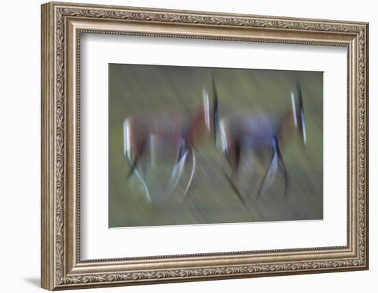 Pair Of Blesbok (Damaliscus Pygargus) Galloping Across The Open Flood Plains Of The Bushman'S River-Neil Aldridge-Framed Photographic Print