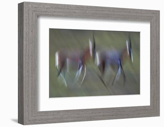 Pair Of Blesbok (Damaliscus Pygargus) Galloping Across The Open Flood Plains Of The Bushman'S River-Neil Aldridge-Framed Photographic Print