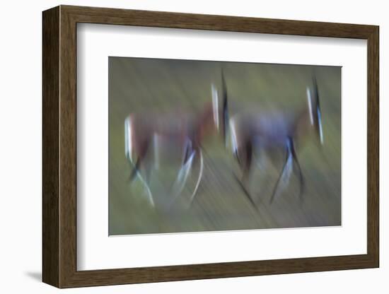 Pair Of Blesbok (Damaliscus Pygargus) Galloping Across The Open Flood Plains Of The Bushman'S River-Neil Aldridge-Framed Photographic Print