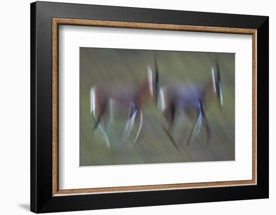 Pair Of Blesbok (Damaliscus Pygargus) Galloping Across The Open Flood Plains Of The Bushman'S River-Neil Aldridge-Framed Photographic Print