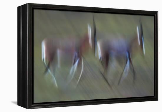 Pair Of Blesbok (Damaliscus Pygargus) Galloping Across The Open Flood Plains Of The Bushman'S River-Neil Aldridge-Framed Premier Image Canvas