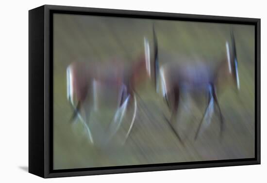 Pair Of Blesbok (Damaliscus Pygargus) Galloping Across The Open Flood Plains Of The Bushman'S River-Neil Aldridge-Framed Premier Image Canvas