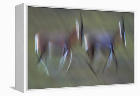 Pair Of Blesbok (Damaliscus Pygargus) Galloping Across The Open Flood Plains Of The Bushman'S River-Neil Aldridge-Framed Premier Image Canvas