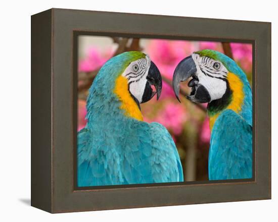 Pair of blue and gold macaws engaged in conversation, Baluarte Zoo, Vigan, Ilocos Sur, Philippines-null-Framed Premier Image Canvas