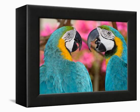 Pair of blue and gold macaws engaged in conversation, Baluarte Zoo, Vigan, Ilocos Sur, Philippines-null-Framed Premier Image Canvas