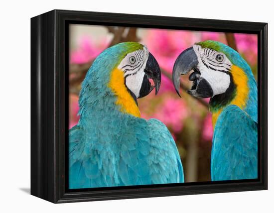 Pair of blue and gold macaws engaged in conversation, Baluarte Zoo, Vigan, Ilocos Sur, Philippines-null-Framed Premier Image Canvas