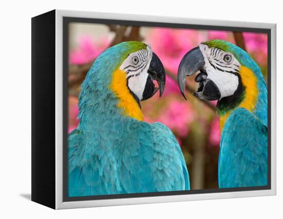 Pair of blue and gold macaws engaged in conversation, Baluarte Zoo, Vigan, Ilocos Sur, Philippines-null-Framed Premier Image Canvas