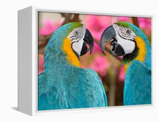 Pair of blue and gold macaws engaged in conversation, Baluarte Zoo, Vigan, Ilocos Sur, Philippines-null-Framed Premier Image Canvas