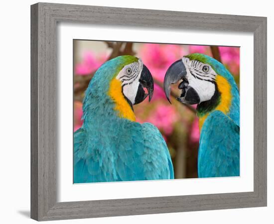 Pair of blue and gold macaws engaged in conversation, Baluarte Zoo, Vigan, Ilocos Sur, Philippines-null-Framed Photographic Print