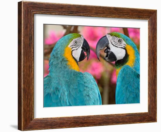 Pair of blue and gold macaws engaged in conversation, Baluarte Zoo, Vigan, Ilocos Sur, Philippines-null-Framed Photographic Print