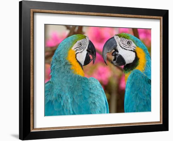 Pair of blue and gold macaws engaged in conversation, Baluarte Zoo, Vigan, Ilocos Sur, Philippines-null-Framed Photographic Print