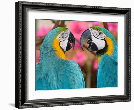 Pair of blue and gold macaws engaged in conversation, Baluarte Zoo, Vigan, Ilocos Sur, Philippines-null-Framed Photographic Print