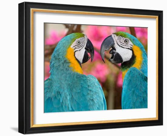 Pair of blue and gold macaws engaged in conversation, Baluarte Zoo, Vigan, Ilocos Sur, Philippines-null-Framed Photographic Print