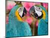 Pair of blue and gold macaws engaged in conversation, Baluarte Zoo, Vigan, Ilocos Sur, Philippines-null-Mounted Photographic Print
