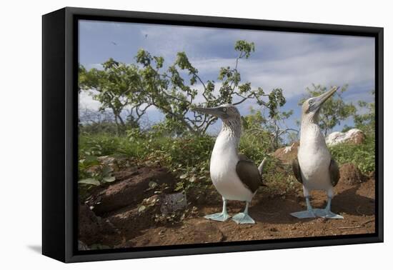 Pair of Blue-Footed Boobies-Paul Souders-Framed Premier Image Canvas