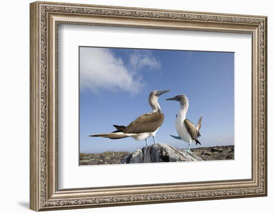 Pair of Blue-Footed Boobies-Paul Souders-Framed Photographic Print