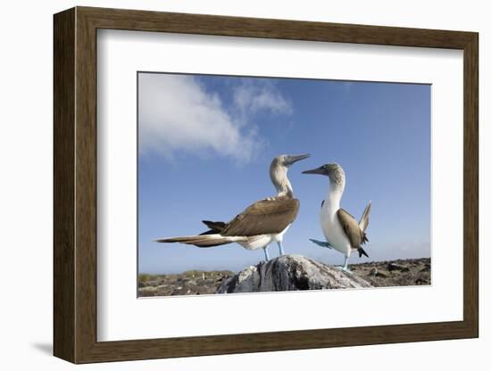 Pair of Blue-Footed Boobies-Paul Souders-Framed Photographic Print