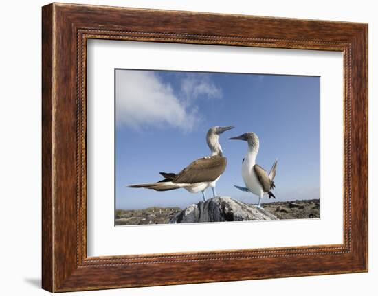 Pair of Blue-Footed Boobies-Paul Souders-Framed Photographic Print