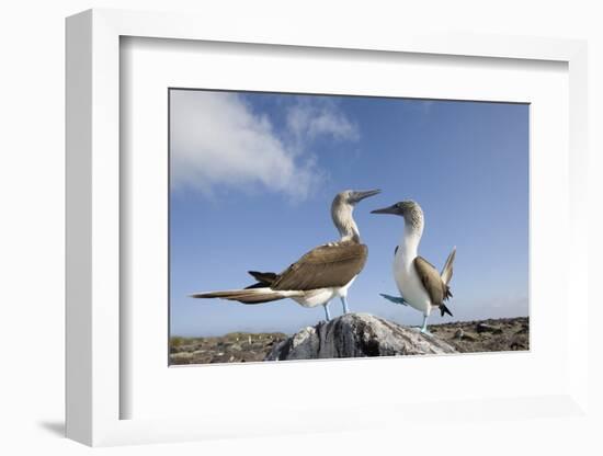 Pair of Blue-Footed Boobies-Paul Souders-Framed Photographic Print