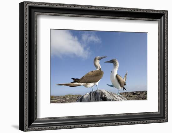 Pair of Blue-Footed Boobies-Paul Souders-Framed Photographic Print
