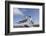 Pair of Blue-Footed Boobies-Paul Souders-Framed Photographic Print