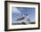 Pair of Blue-Footed Boobies-Paul Souders-Framed Photographic Print