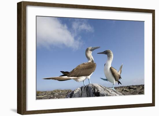 Pair of Blue-Footed Boobies-Paul Souders-Framed Photographic Print