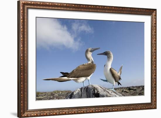 Pair of Blue-Footed Boobies-Paul Souders-Framed Photographic Print